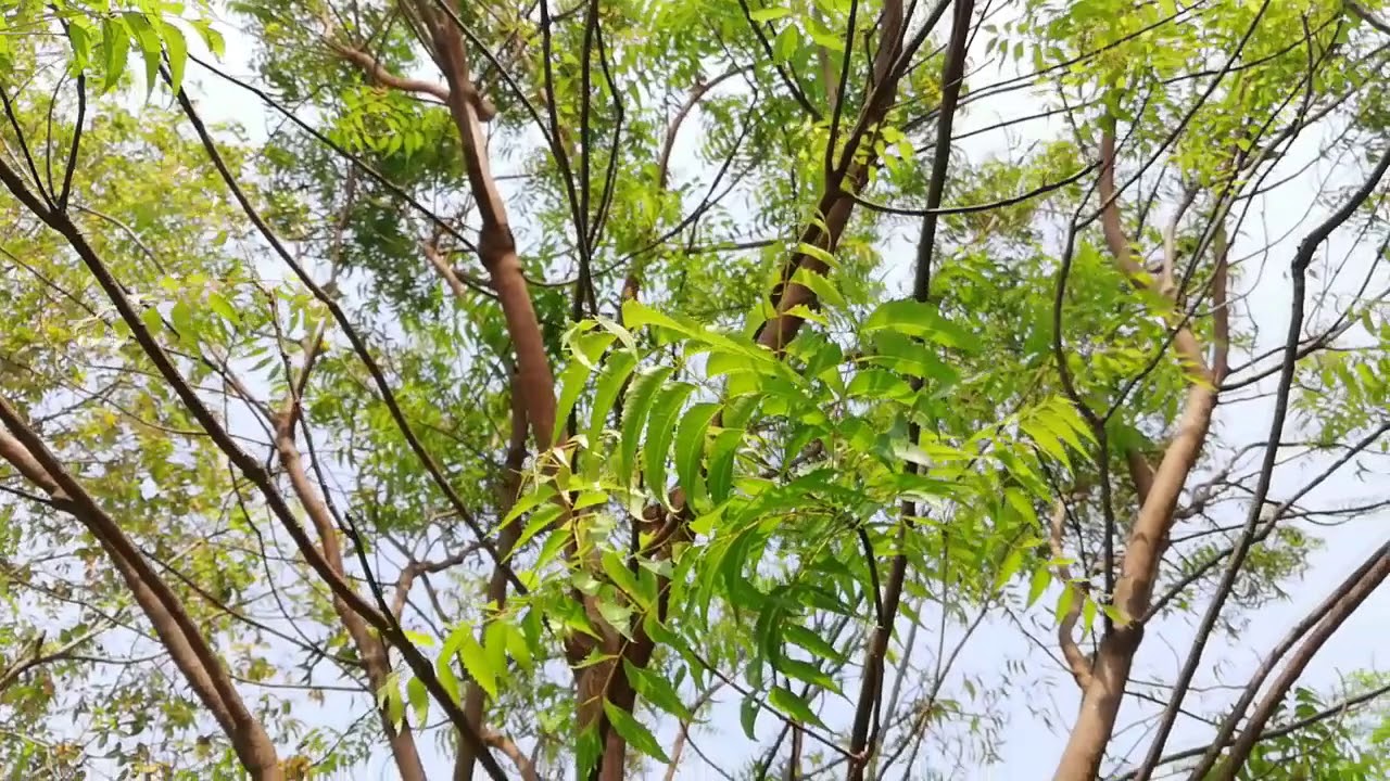 Neem Tree (Azadirachta indica) - YouTube