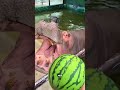 فرس النهر بلع البطيخة في قضمة واحدة! 😱🍉🦛