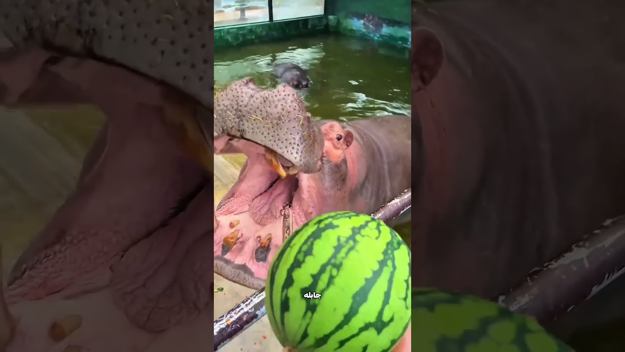 فرس النهر بلع البطيخة في قضمة واحدة! 😱🍉🦛
