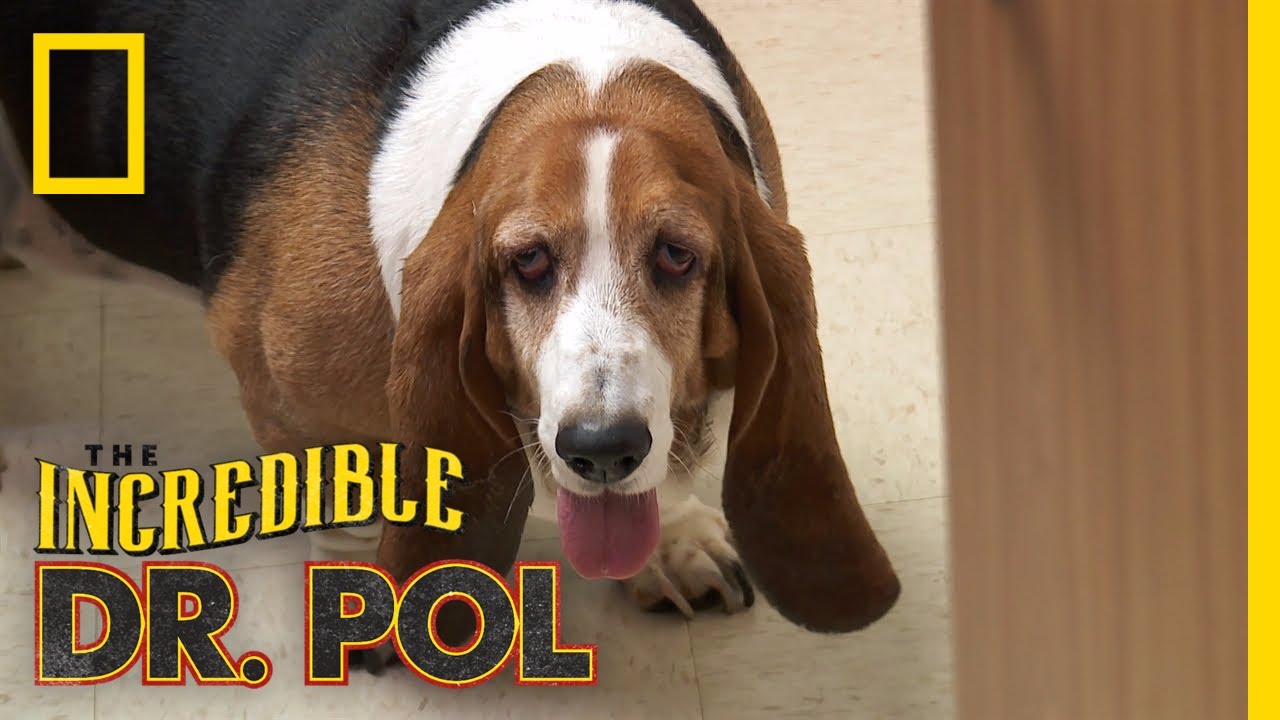 Bailey the Trash Eating Dog The Incredible Dr. Pol YouTube