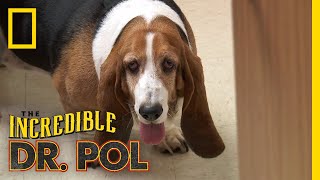Bailey the Trash Eating Dog | The Incredible Dr. Pol