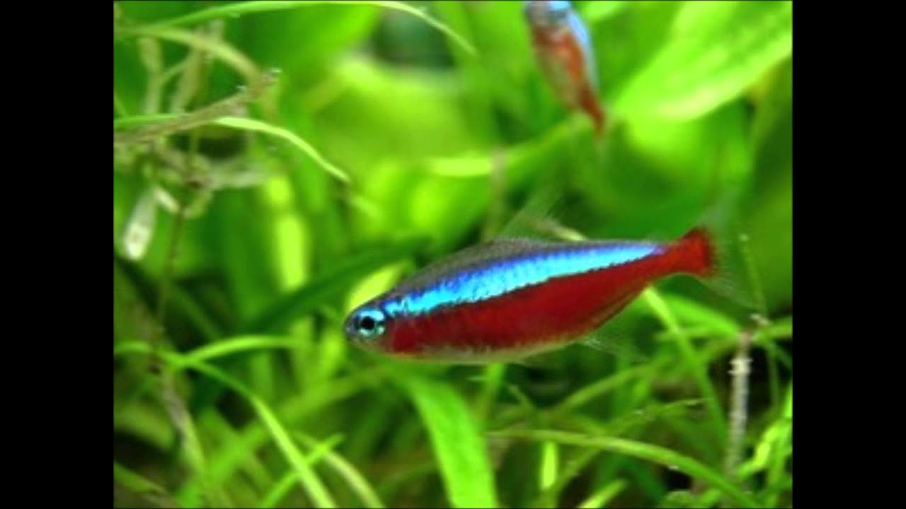 A pair of Neon tetra 