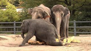 Elephants squish giant pumpkins