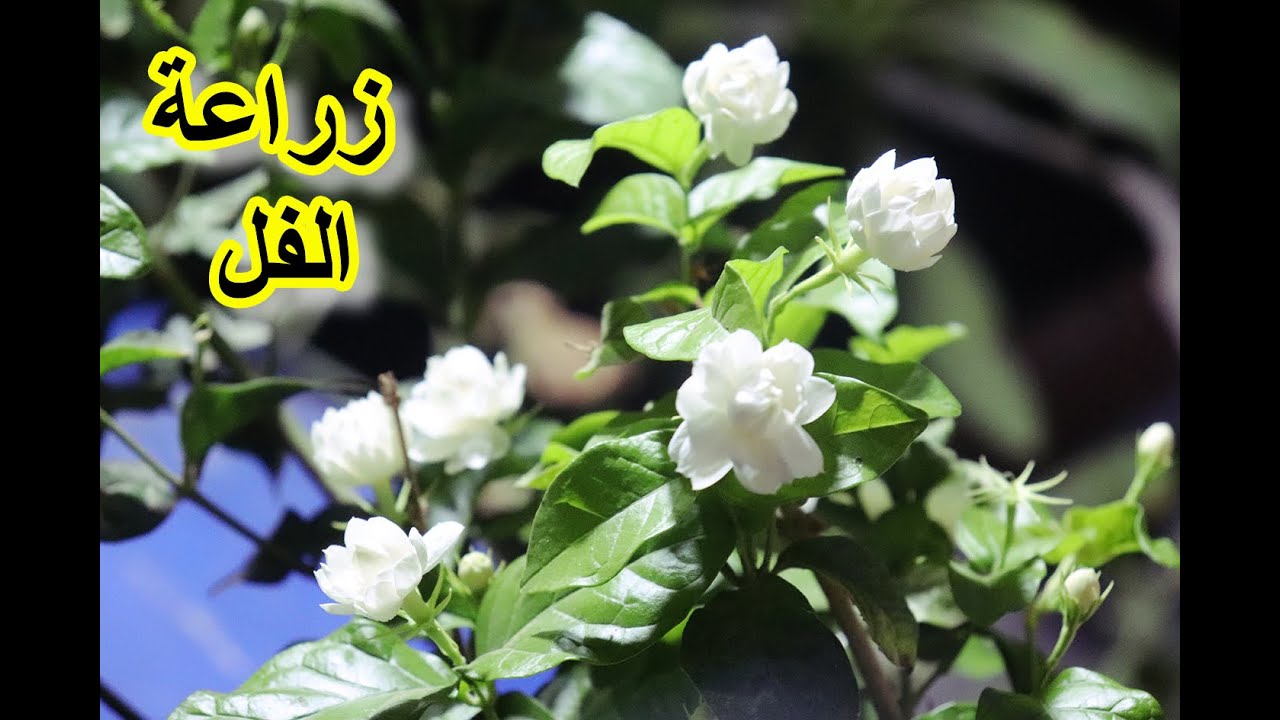 بعلبة جبنة زرعت الفل وحصلت علي اجمل ازهار بكل سهولة (Jasmine cultivation)