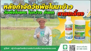 Tried and True, Sharing the Results EP.92 : Eliminating Weeds in Rice Fields with P-Pona and Sage...