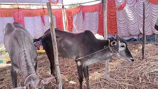 Young Hallikar male calves of Farmer Ravi, Hosakote in Sapallamma Dhanagala jhatre, mallur Taluk