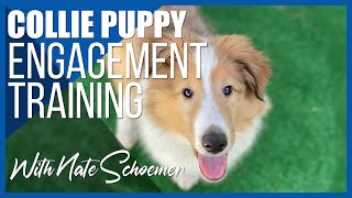 Engagement Training with a Collie Puppy | Dog Training
