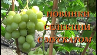 НОВИНКИ СЕЛЕКЦИИ ВИНОГРАДА С МУСКАТОМ