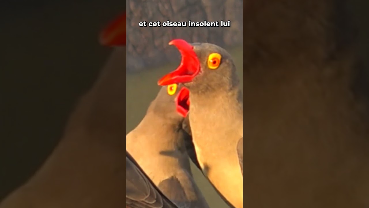 Un Oiseau Insolent #nature #animal #oiseau #omg