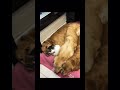 THE FAMOUS GOLDEN RETRIEVERS & THE CAT *this video is not mine credits to the rightful owner #shorts