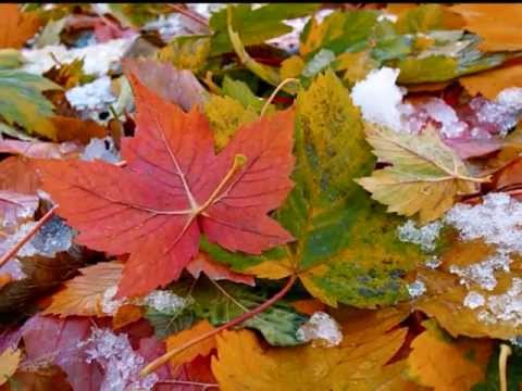 Lá Thu rơi(Les feuilles mortes)-Tâm Hảo - YouTube