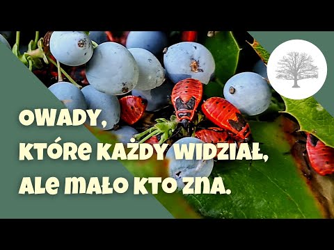 Wideo: Mrówki leśne: rodzaje, opis, korzyści i szkody