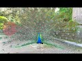 Mor Ki Awaj Peacock Sound National Birds Mor Ki Awaj Ringtone Shorts Viral Status Peacock Mor Ki Awaj Peacock Sound National Birds Mor Ki Awaj Ringtone Shorts Viral Status Peacock