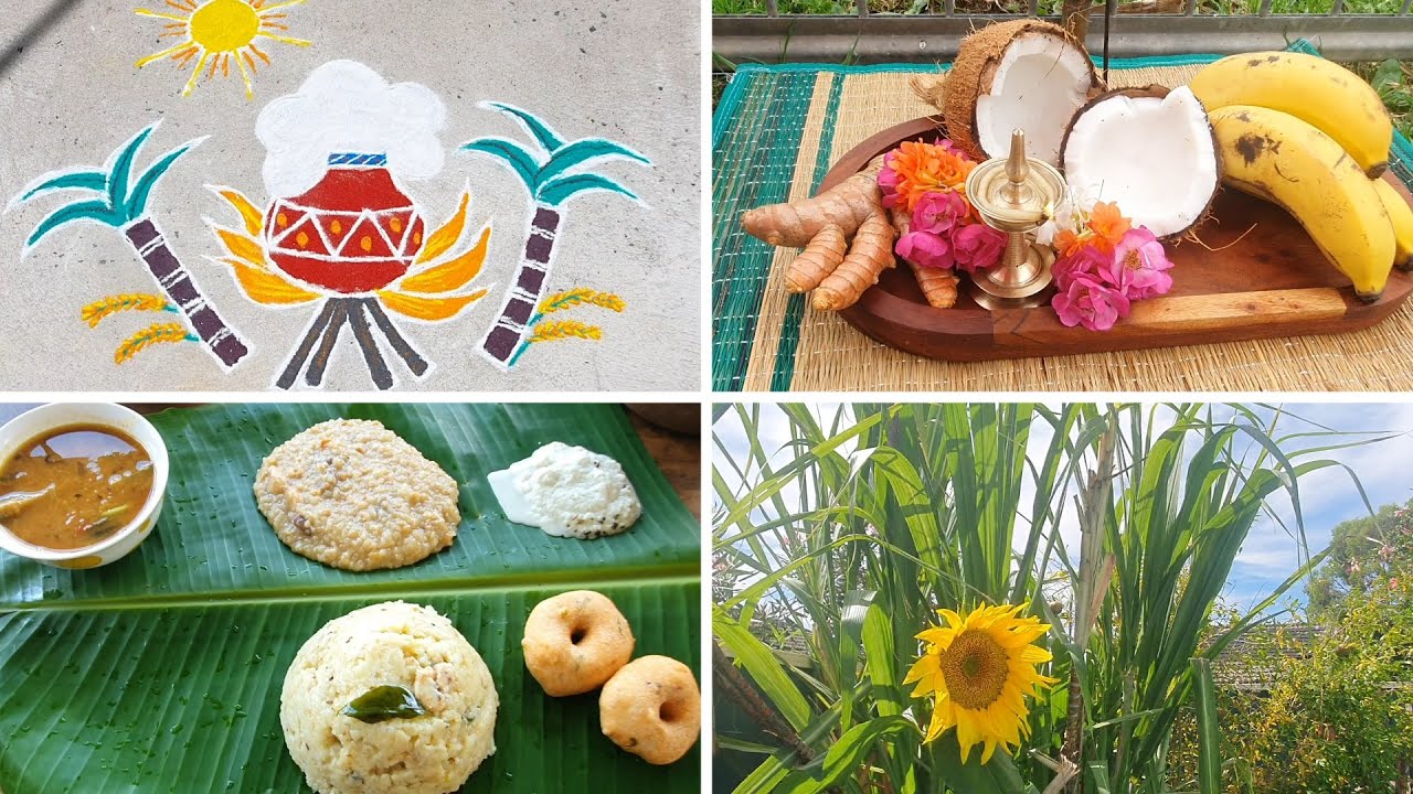 Preparing Sweet Pongal in our backyard on woodfire stove | சக்கரை பொங்கல் |