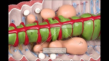 Earthworm Anatomy