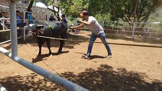 (COMETA ) nieto del puños de gloria  nacido en Rancho Santa Cruz