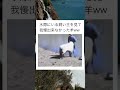 人間も羊もやること一緒なんやw #shorts #おもしろ