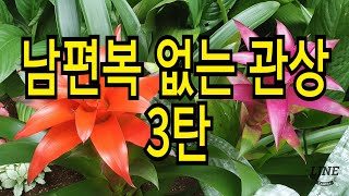 남편복 없는 관상 3탄