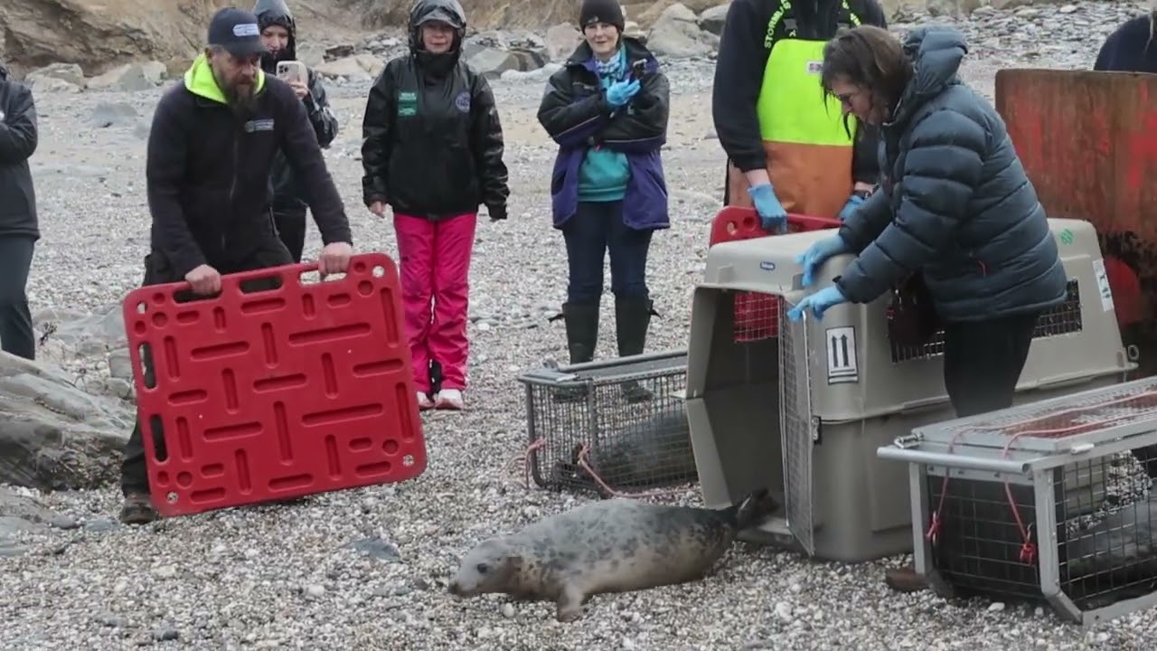 Sundae, Angus, Mousse Pie and Abeona were released back into the wild by the Cornish Seal Sanctuary