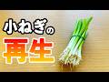 スーパーで買った小ねぎの切れ端を再生栽培（リボベジ）してみたら・・・