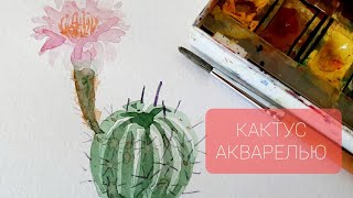 Уроки акварели для начинающих.  Как нарисовать ЦВЕТУЩИЙ КАКТУС 🌵