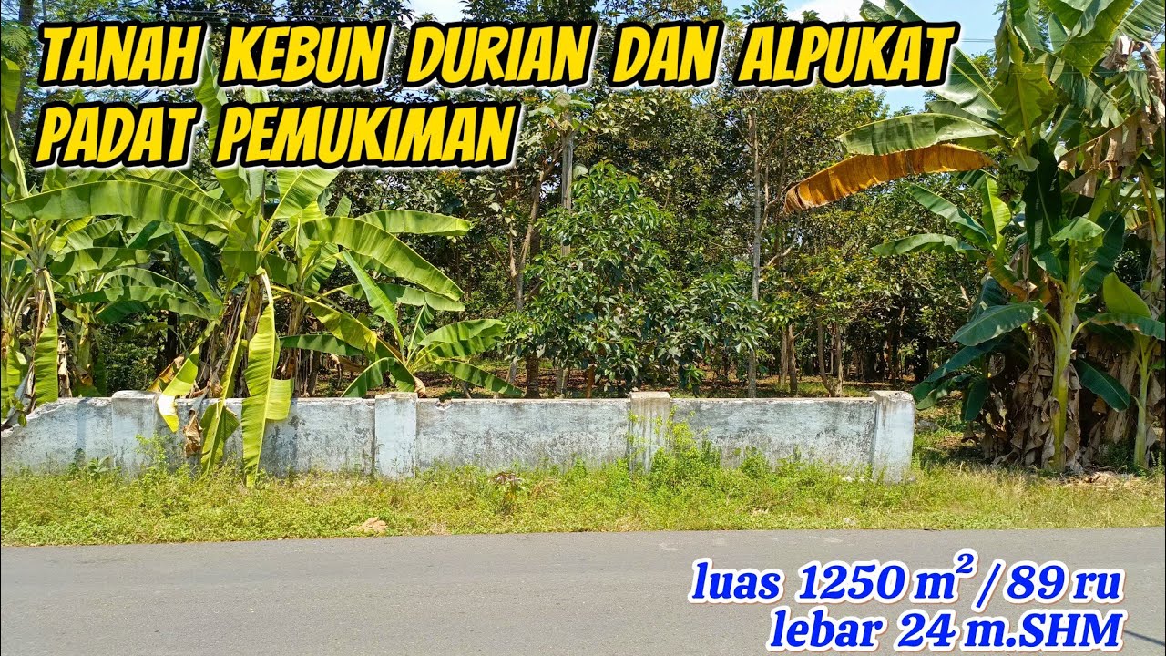 Tanah Kebun Durian Dan Alpukat Padat Pemukiman ( 082194791760 ) 
