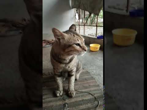 Unexpectedly cat caught