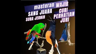 MASTERAN SPESIAL  2024 KOMPILASI MEWAH UNTUK SEMUA JENIS BURUNG MURAI BATU DAN CUCAK IJO !!
