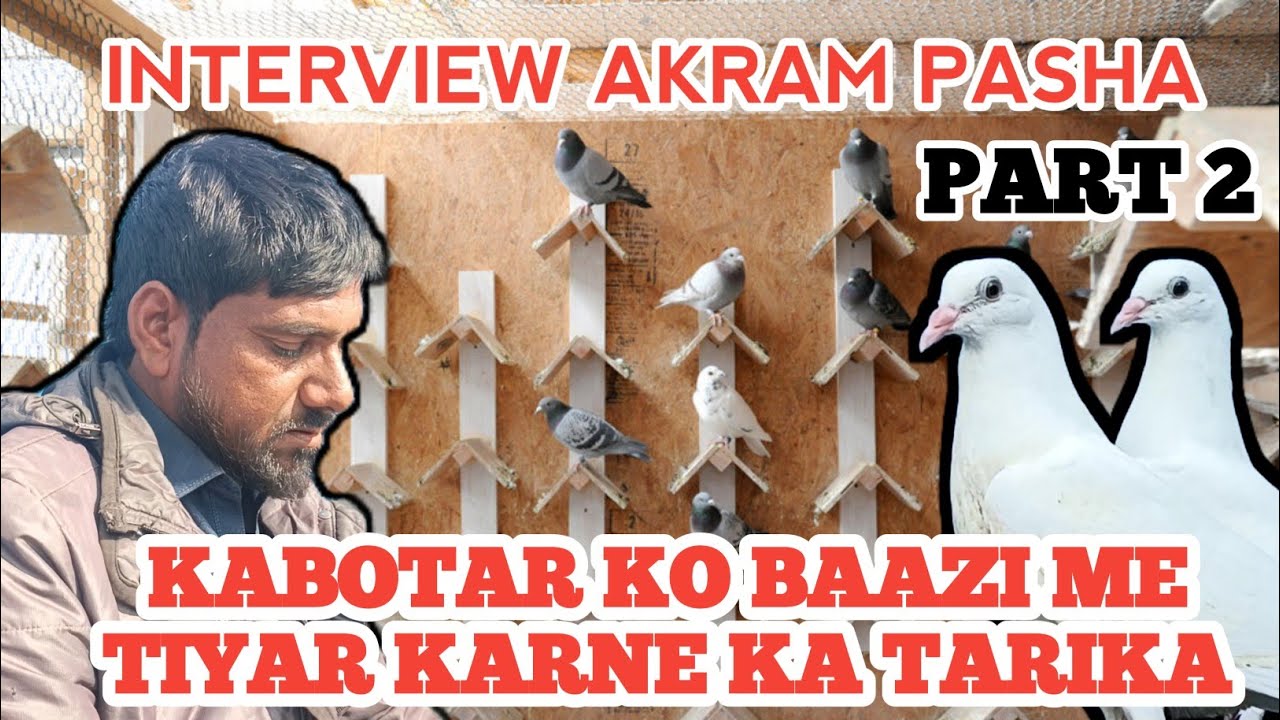 IK SHOK KABOTAR BAAZI DA INTERVIEW AKRAM PASHA|| KABOTAR KO TIYAR KARNE KA TARIKA #pigeon #kabootar 