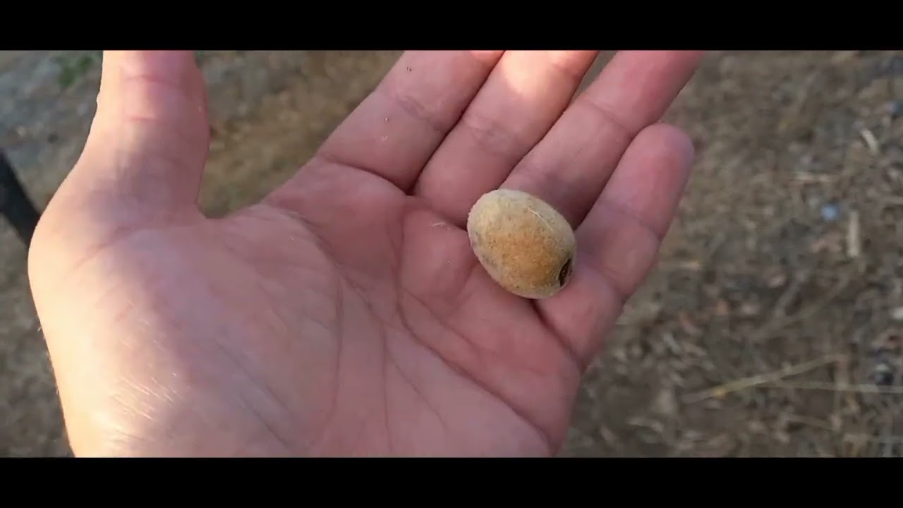 مرحبا بكم في البادية أحد أمسيلة إقليم تازة 👌👌😍😍🥰