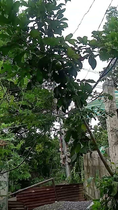 #mahangin sa labas #laki na  malunggay namin 😁 #ingat mahangn at maulan ngaun #shortvideo