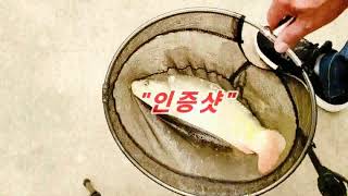20211004 파주 문화낚시터 향어 하우스(손맛터)낚시 3kg, 5kg 대물향어 멋진! 랜딩 