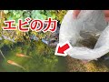 コケで汚れたメダカ水槽にエビを入れるとこうなる