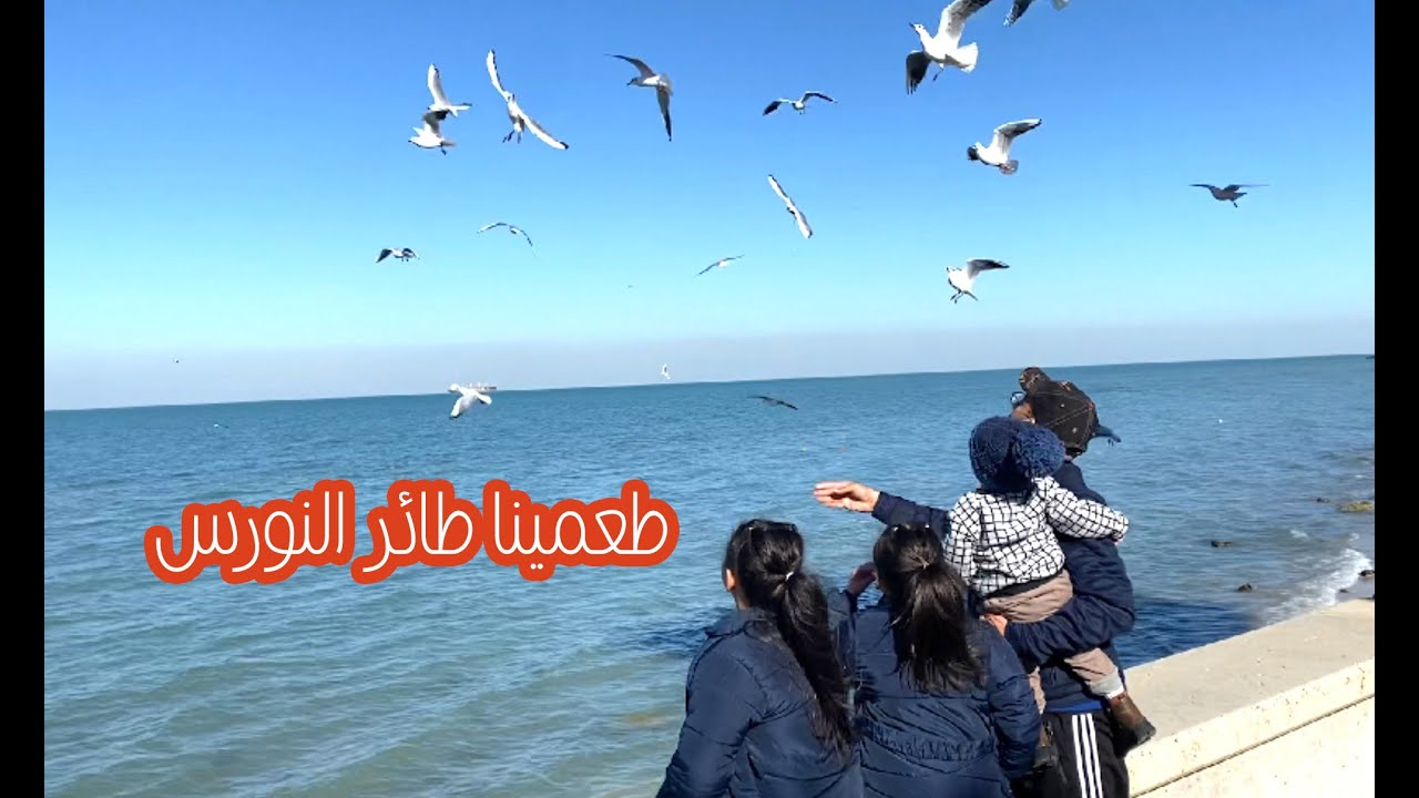 طعمينا طائر النورس _ صباوسما مراد شريف