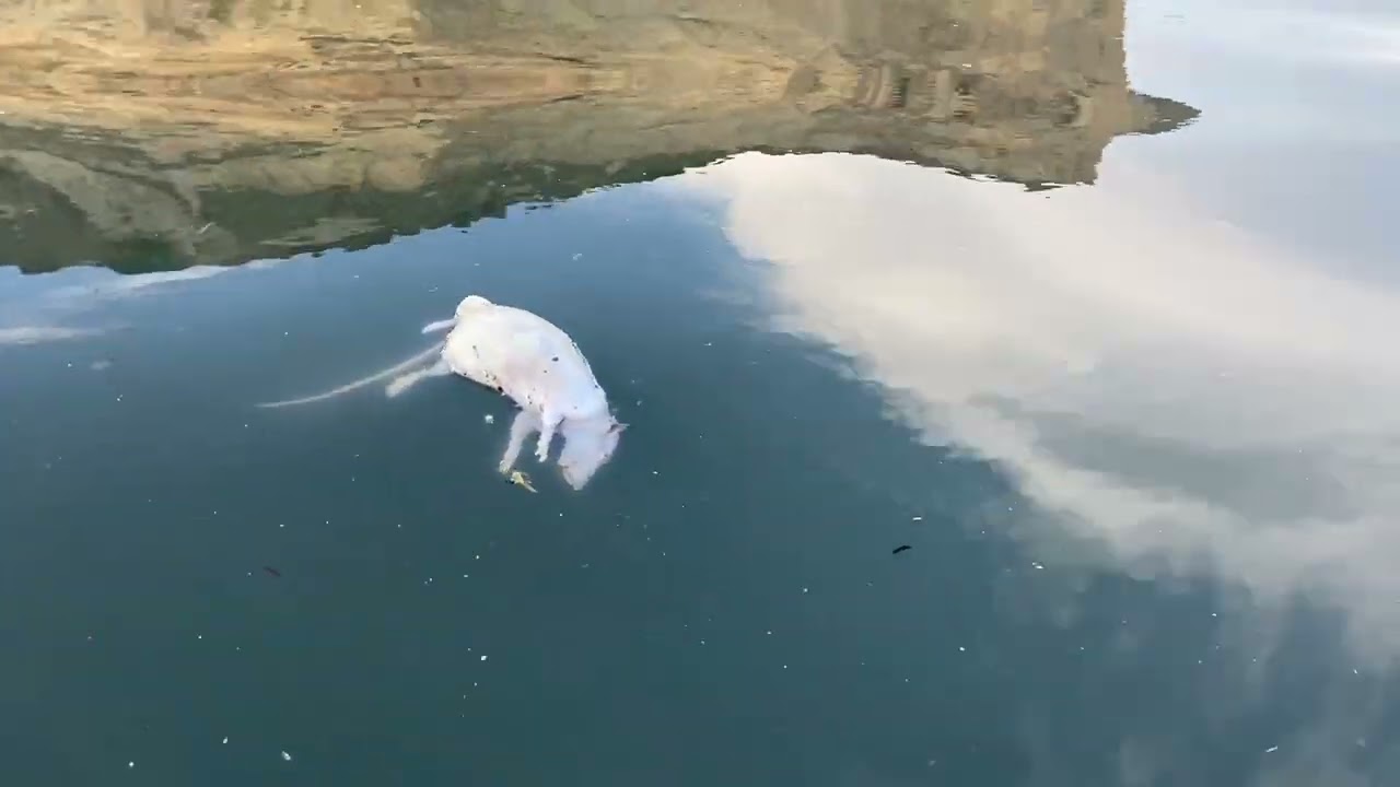 BASTA FOGNE nella Zona Speciale di Conservazione europea "Fondali marini di Gaiola e Nisida"