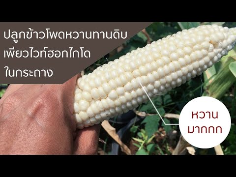 ปลูกข้าวโพดหวานทานดิบ เพียวไวท์ฮอกไกโดในกระถาง หวานฉ่ำมากกก / ฟาร์มสุขข้างบ้าน
