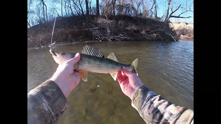 No ice?  No problem! Late November walleye fishing on the river, BIG surprise at the end!
