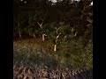 Creating a Forest in Unreal Engine 5.6 with PCG