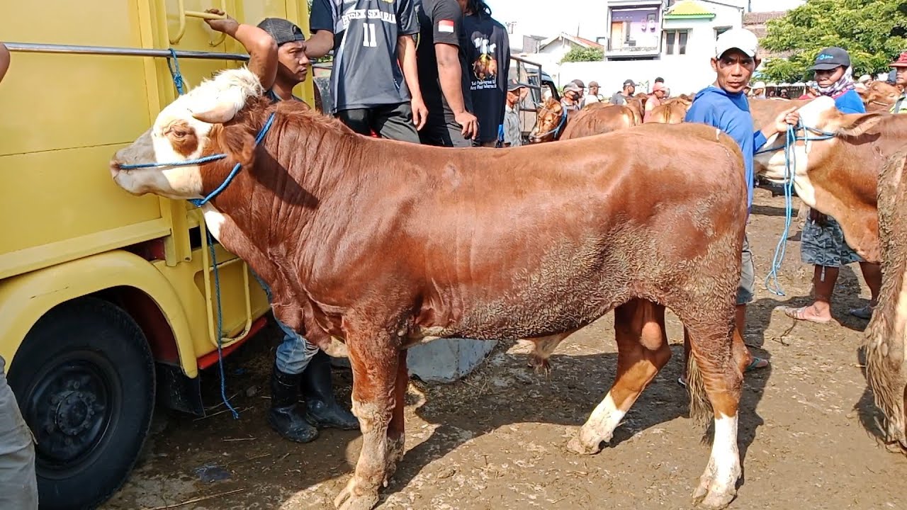 Harga Oleng‼️Sapi Jemoko super || Harga pagi ini || Pasar Sapi ...