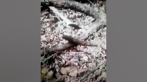 4th  time tree structures and Bigfoot or Dogman stills