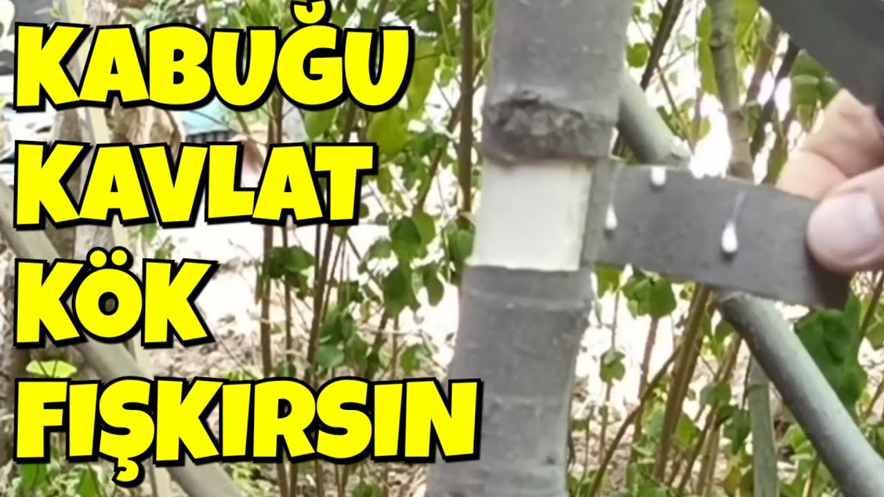 İnanılmaz İncir Üretme Yöntemi