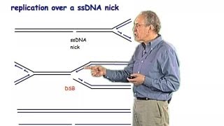Chromosome breakage - Jim Haber (Brandeis)