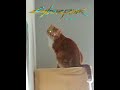My's cat is was from Cyberpunk meme game