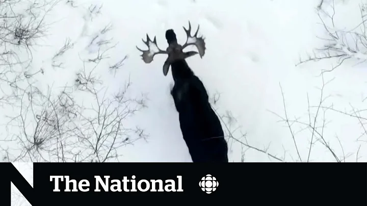 N.B. woodsman captures footage of moose shedding antlers | The Moment