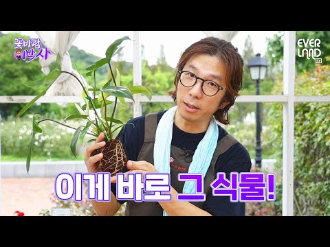 관리 쉬운 공기정화식물 추천해 드립니다😎｜#꽃바람이박사2 #3