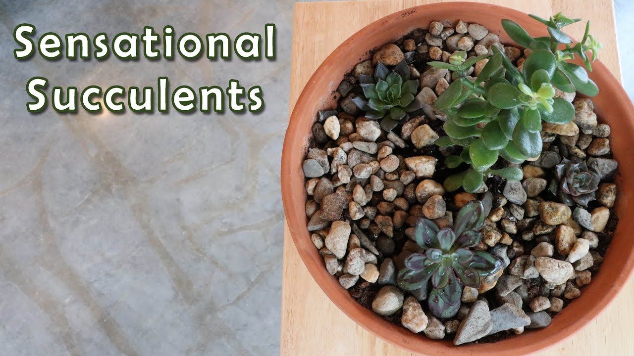 Sensational succulents