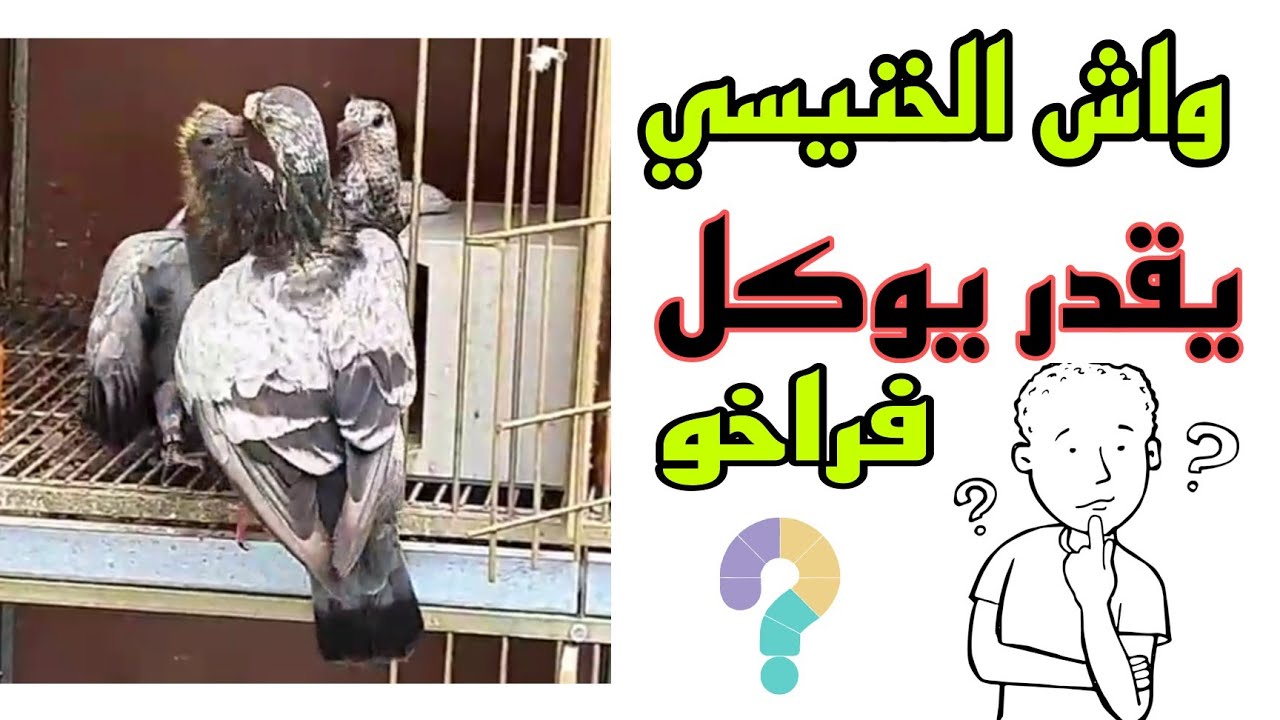 تربية  حمام الخنيسي وهل يقدر يوكل وحدو معلومات مهمة للمبتدئين وتوليعة فالزاجل والخنيسي