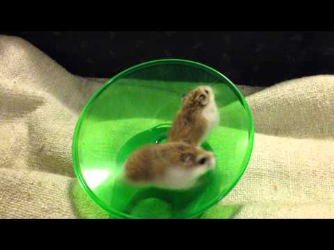 hamsters-running-and-spinning-on-wheel---very-funny