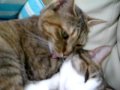 猫の毛づくろい　～ぴっち♀⇒ぽっけ♂～　Cats grooming ～Picchi♀＆Pokke♂～　2010.06.