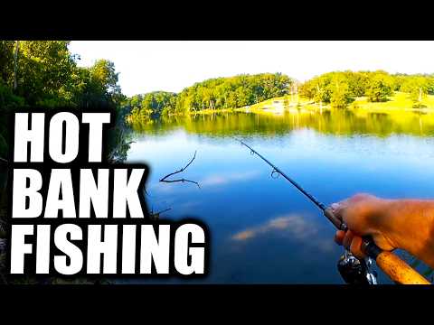 How To Catch Fish From The Bank When It's HOT!